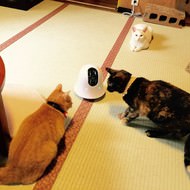 ネコの世話にぴったり？―家の中をパトロールする車輪つきカメラ「ilbo」