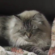 そういえば―ロシアから贈られたシベリア猫「ミール君」は今