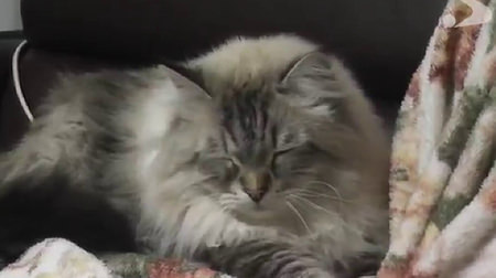 そういえば―ロシアから贈られたシベリア猫「ミール君」は今