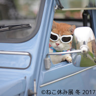 年の初めのネコ祭り…「ねこ休み展 冬 2017」（本祭）が1月27日スタート
