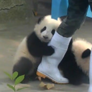 かわいいパンダの動画だけずっと見られるサイト「iPanda」―恐るべき愛くるしさ