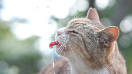 仙台までもがネコまみれ…あおいとりさんによる写真展「にゃんぽとれ ～猫たちのポートレート～」