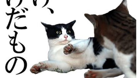 「ネコザイル」の沖昌之さんの写真をLINEで…「好きな男を手に入れたければ、ネコ系女子になりなさい」公式スタンプ発売