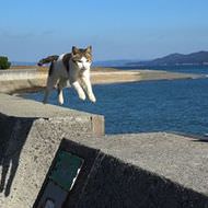 ネコ写真家 五十嵐健太さんの撮影した島のネコ、テレビで楽しめます！…「瀬戸にゃん海」、4月放送開始