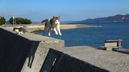 ネコ写真家 五十嵐健太さんの撮影した島のネコ、テレビで楽しめます！…「瀬戸にゃん海」、4月放送開始
