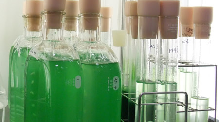 夢の資源？―燃料やプラスチックになり、枯渇しない「緑の液体」、その正体は？