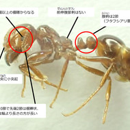 危険な「ヒアリ」、ほかのアリとどう違う？―東京都が見分け方を公開