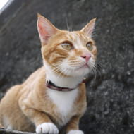 世界5大ネコスポット、台湾の猫村で友だちニャンコ100匹できるかな？…「ネコザイル」の沖昌之さんと行く 猫村めぐり 3日間