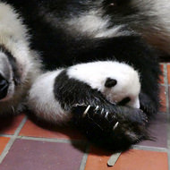 上野動物園、赤ちゃんパンダの名前募集―公式サイトから応募可能に