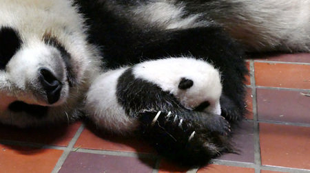 上野動物園、赤ちゃんパンダの名前募集―公式サイトから応募可能に