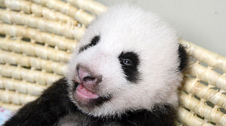 赤ちゃんパンダ、おめめパッチリ―上野動物園が最新動画を公開