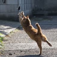 「必死すぎるネコ」って、どんなネコ？－沖昌之さんの最新写真集、9月15日発売