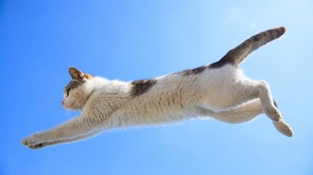 飛び猫が、もふもふ岩手を飛んでます―「五十嵐健太のもふもふ猫写真展」、岩手初上陸！