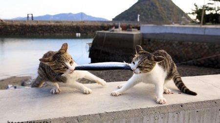 『飛び猫』の五十嵐健太さんが撮影した島ネコ、DVDで楽しめます！…写真集「瀬戸内海の猫が教えてくれた、だらりのらりと生きる術。」