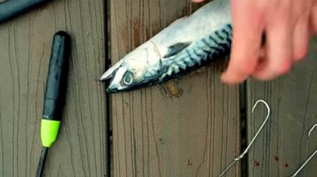ゾンビ魚が海を泳ぐ―死んだ魚を生きているかのように動かす魚釣りデバイス「Zombait」