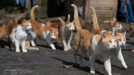 吉祥寺で写真展『必死すぎる猫』を見て、映画『猫が教えてくれたこと』を観る―ネコ写真家沖昌之さんのトークショー開催