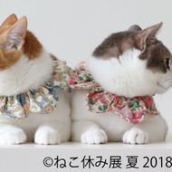 夏休みは、ネコ休み…3周年に突入した「ねこ休み展 夏 2018」