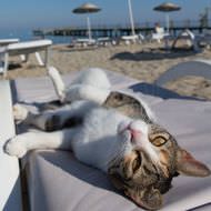 夏も「AERA」がネコまみれ…「NyAERA（ニャエラ） みっけ」の表紙は、沖昌之さん撮影のトルコのネコ