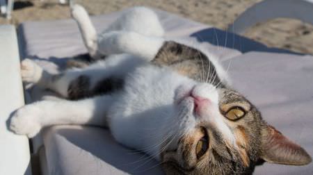 夏も「AERA」がネコまみれ…「NyAERA（ニャエラ） みっけ」の表紙は、沖昌之さん撮影のトルコのネコ
