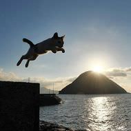 会いに行ける島ネコ ― simabossnekoさんの写真展「にゃんということでしょう！」、10月3日から佐柳島で開催