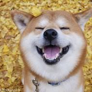 11月1日は「わんわんわん」で犬の日―犬の合同写真＆物販展「いぬ休み展」初開催