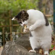 俳句でネコをシェア ― 沖昌之さんと倉阪鬼一郎さんによるネコ写真集『俳句ねこ』