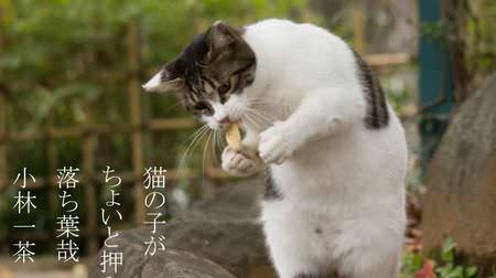 俳句でネコをシェア ― 沖昌之さんと倉阪鬼一郎さんによるネコ写真集『俳句ねこ』