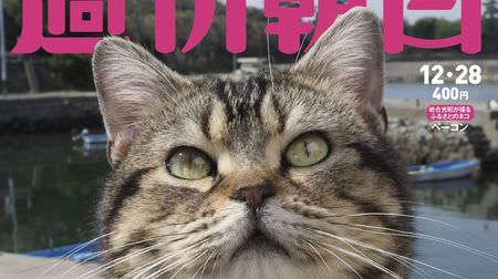 「週刊朝日」が今年もネコまみれ…岩合光昭さん撮影のカレンダー「子ネコの冒険」付きのネコ特集号、12月18日発売