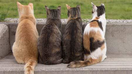 ネコの集会、見たことある？－沖昌之写真集『ヒミツのヒミツの猫集会』