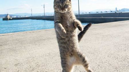 立ち猫、本になる！－ネコ写真家山本正義さんによる写真集『立ち猫』