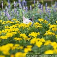 ネコ写真集『かくれネコ』 － 沖昌之さんプロデュースによる「増えるネコ」「長いネコ」「被るネコ」