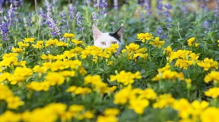 ネコ写真集『かくれネコ』 － 沖昌之さんプロデュースによる「増えるネコ」「長いネコ」「被るネコ」