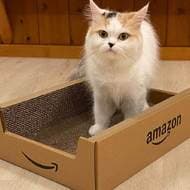 ネコはダンボールが好き！ ― Amazonボックスのネコ用爪とぎは明日（9月5日）発売です