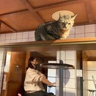 【ネコとテレワーク】ネコを眺めながらちゃぶ台で仕事ができる「猫旅籠ワーク」