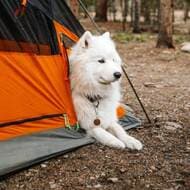 犬用の小部屋付きテント「Kings Peak」テント 大人2人とワンコ1匹が泊まれる