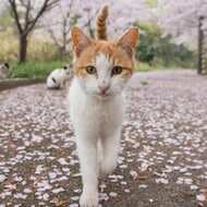 新宿の中心で島ネコを愛でる ― 沖昌之写真展「ゆるネコ旅 ～島ネコを訪ねて～」京王百貨店で8月18日スタート