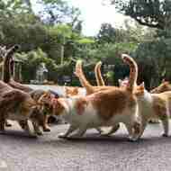 ネコ写真集『おどるネコうたうネコ』9月18日発売 ― 沖昌之さんが撮影した想像力を刺激するネコたち