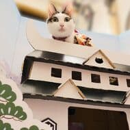 くるしゅうニャい！ネコ様専用のお城型ハンモックハウス「ネコ丸城」Kibidangoに登場！ 