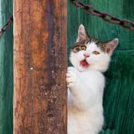 『必死すぎるネコ～一心不乱篇～』2月2日発売 ― 沖昌之さんが撮影した 一心不乱に集中しすぎたネコたち