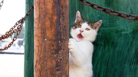 『必死すぎるネコ～一心不乱篇～』2月2日発売 ― 沖昌之さんが撮影した 一心不乱に集中しすぎたネコたち