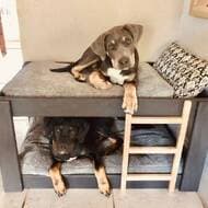 犬用の二段ベッドなんてあるんだ 特長は省スペースで多頭飼いできることとBarkBoxのドッグベッドが付いてることだって