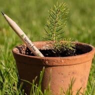 使い捨てない「芽が出る鉛筆」にセージ・コリアンダー・チアが仲間入り！土に植えると花や植物へ生まれ変わる 原料も天然木・木屑・ゼラチンなどこだわり
