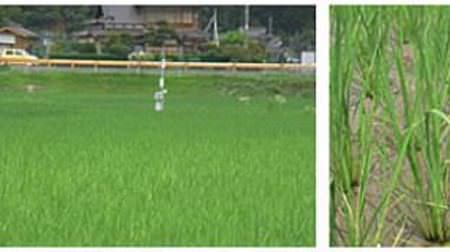富士通の食・農クラウド Akisai、日本酒原料米の増産に